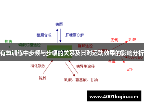 有氧训练中步频与步幅的关系及其对运动效果的影响分析